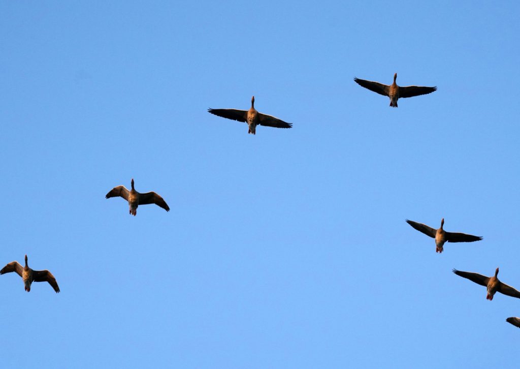 Vogelzug - hier gesehen im Oderbruch in Brandenburg